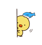 ぴよシャーク（個別スタンプ：17）