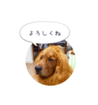 ゴールデンレトリバーJB君の日常（個別スタンプ：1）