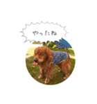 ゴールデンレトリバーJB君の日常（個別スタンプ：2）