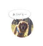 ゴールデンレトリバーJB君の日常（個別スタンプ：3）
