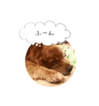 ゴールデンレトリバーJB君の日常（個別スタンプ：5）