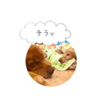 ゴールデンレトリバーJB君の日常（個別スタンプ：6）