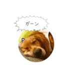 ゴールデンレトリバーJB君の日常（個別スタンプ：8）