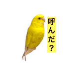 愉快なウチの子たち（個別スタンプ：6）