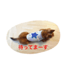 愉快なウチの子たち（個別スタンプ：11）
