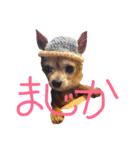 愉快なウチの子たち（個別スタンプ：22）