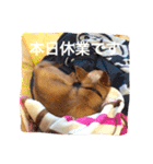 愉快なウチの子たち（個別スタンプ：23）