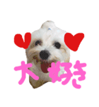 Maltese  cherie（個別スタンプ：13）