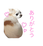 甘えたチャルとやんちゃのライト（個別スタンプ：3）