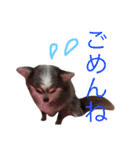 甘えたチャルとやんちゃのライト（個別スタンプ：4）