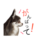 甘えたチャルとやんちゃのライト（個別スタンプ：7）