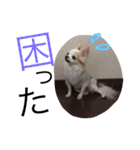 甘えたチャルとやんちゃのライト（個別スタンプ：9）