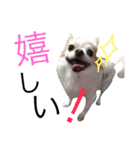 甘えたチャルとやんちゃのライト（個別スタンプ：10）