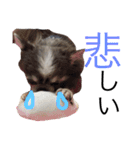 甘えたチャルとやんちゃのライト（個別スタンプ：11）
