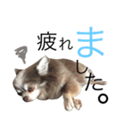 甘えたチャルとやんちゃのライト（個別スタンプ：13）