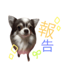 甘えたチャルとやんちゃのライト（個別スタンプ：17）