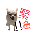 甘えたチャルとやんちゃのライト（個別スタンプ：18）