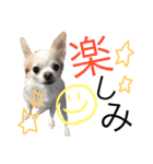 甘えたチャルとやんちゃのライト（個別スタンプ：21）