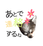 甘えたチャルとやんちゃのライト（個別スタンプ：23）