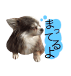 甘えたチャルとやんちゃのライト（個別スタンプ：24）
