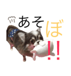 甘えたチャルとやんちゃのライト（個別スタンプ：27）