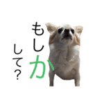 甘えたチャルとやんちゃのライト（個別スタンプ：28）