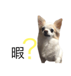 甘えたチャルとやんちゃのライト（個別スタンプ：31）