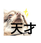 甘えたチャルとやんちゃのライト（個別スタンプ：36）