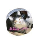 元ちゃま（個別スタンプ：1）