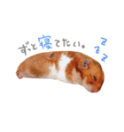 ハムスター ぐりくん（個別スタンプ：7）
