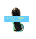 ミニチュアダックス0714（個別スタンプ：4）