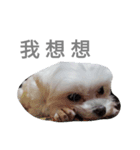Do you know goldgold？（個別スタンプ：8）