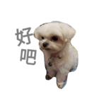 Do you know goldgold？（個別スタンプ：11）