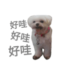 Do you know goldgold？（個別スタンプ：12）