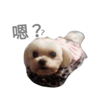 Do you know goldgold？（個別スタンプ：14）