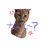 きなめーちゃん（個別スタンプ：7）