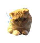 うちの猫。1（個別スタンプ：1）