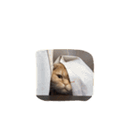 うちの猫。1（個別スタンプ：3）