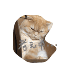 うちの猫。1（個別スタンプ：10）