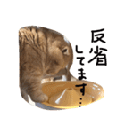 うちの猫。1（個別スタンプ：11）