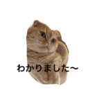 うちの猫。1（個別スタンプ：12）