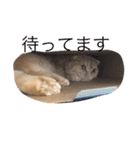 うちの猫。1（個別スタンプ：13）