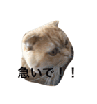 うちの猫。1（個別スタンプ：14）