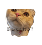 うちの猫。1（個別スタンプ：17）