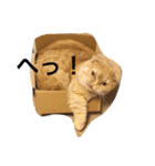 うちの猫。1（個別スタンプ：18）