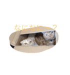 うちの猫。1（個別スタンプ：19）