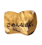 うちの猫。1（個別スタンプ：20）