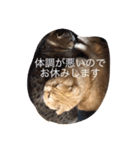 うちの猫。1（個別スタンプ：21）
