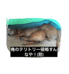 俺はぽん君（個別スタンプ：6）