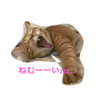 愛猫マロンくんスタンプ（個別スタンプ：1）
